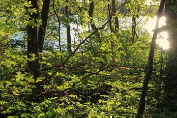 Fototapeta na wymiar Wald am Fluss im Gegenlicht