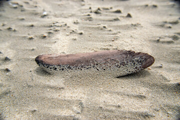 Single brown stone in sand on the beach