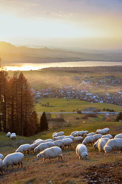 Sheep and sunset over the Czorsztyn Lake