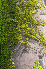Fragment of a house with Windows overgrown with maiden grapes