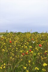 Machair Flowers, South Uist, Western Isles