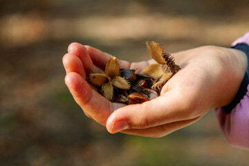 Girl holding beechnut shells in the hand