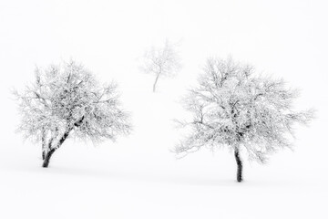 Fototapeta na wymiar Snow covered bare trees in winter