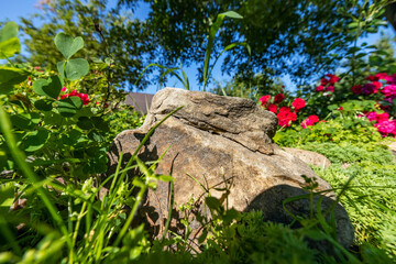 Large stone lying on the green grass, close-up, shallow depth of field, selective focus. Nature concept in kind