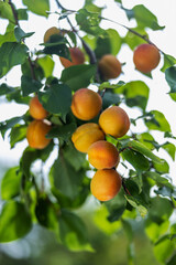 ripe apricots hang on a branch with leaves