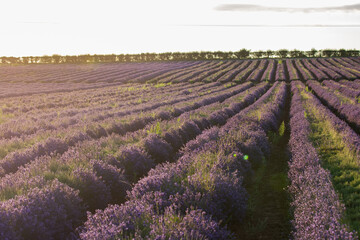 Fototapeta na wymiar lavender 