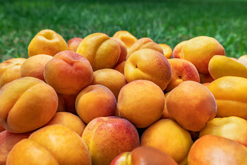 Apricots, ripe beautiful apricots lie on the grass. Beautiful colorful background