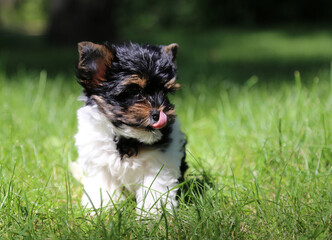 Biewer Terrier puppy in green grass.