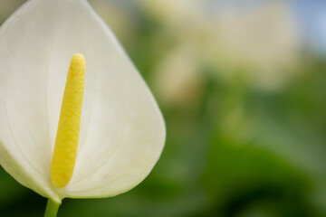 White Calla flower with garden in the background