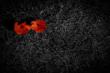 Coquelicot