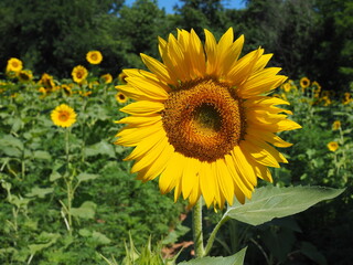 closeup of sunflower in field