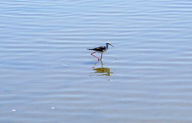 Echasse blanche Bassin d'Arcachon France