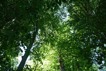 Obraz premium Crowns of beech trees with foliage in various bright shades of green color when the foliage is fresh and new in the spring season.