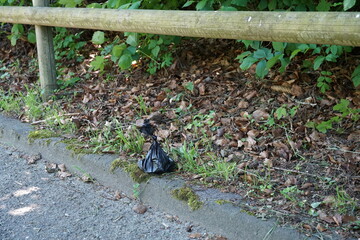 A plastic bag with dog droppings knotted and left behind on a sidewalk instead of thrown away.