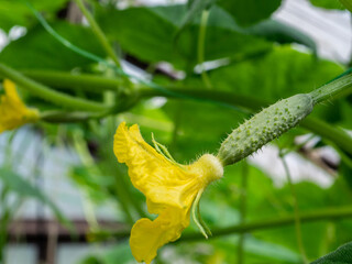 Selective focus on a small young prickly cucumber with a yellow flower. Growing gherkins in a home greenhouse. Organic and healthy vegetables. Copy space.