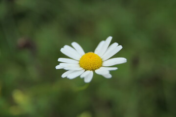 Obraz premium Flower