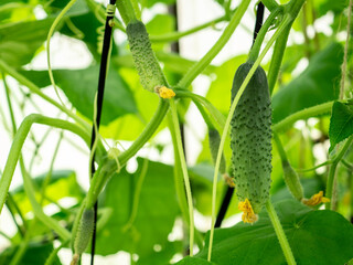 Selective focus on a young prickly cucumber on the branches in a home greenhouse. Organic and healthy vegetables. Copy space.