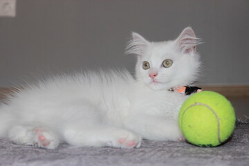 Fototapeta na wymiar white kitten playing with ball