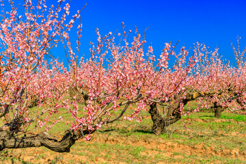 Fototapeta premium Old flowering peach trees in the garden against the backdrop of green grass and blue sky. Spring landscape.
