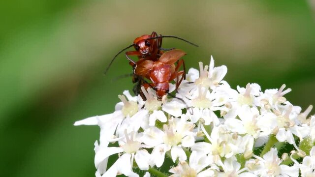 Pair of Soldier Beetle in copulation. Their Latin name is Cantharis livida.