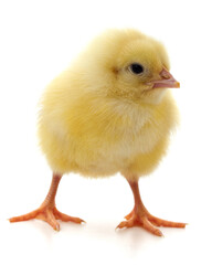 Small yellow chicken.
