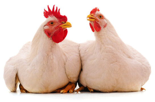 Two white chickens.