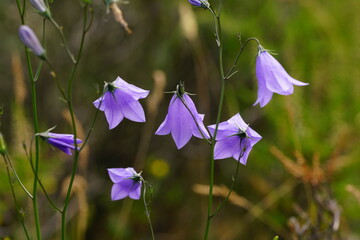 Rundblättrige Glockenblume, Campanula rotundifolia