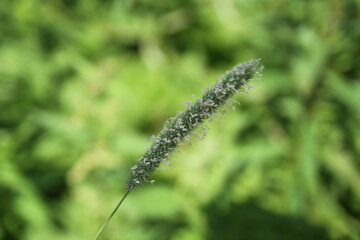 grass