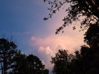 sunset in the forest