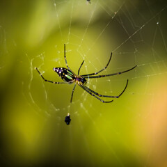 spider on the web
