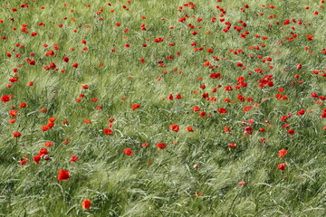 Fototapeta premium Red dots