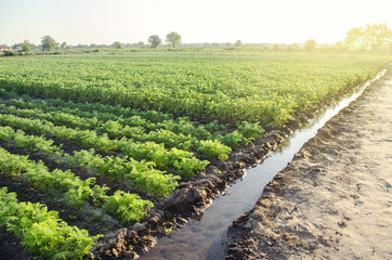 Fototapeta na wymiar Watering plantation landscape of green carrot and potato bushes. Agroindustry and agribusiness. Root tubers. Agronomy. European organic farming. Growing food on the farm. Growing care and harvesting.