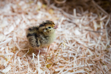 newborn quail chick among the straw