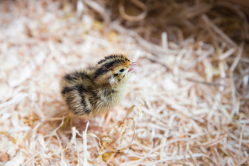 newborn quail chick among the straw