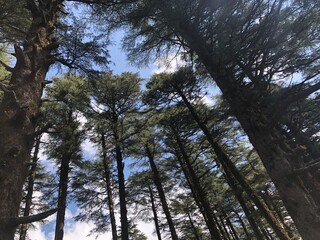 trees and sky Dhanaulti mountains Uttarakhand indi