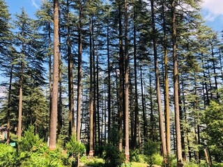 Obraz premium trees in the forest Dhanaulti mountain Uttarakhand 