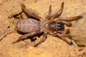 Spider (Iberesia machadoi)	