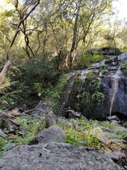 stream in the forest