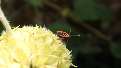 macro of an insect on a yellow flower