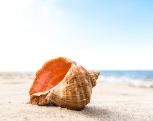 seashell on the sand of a resort beach without people in Egypt
