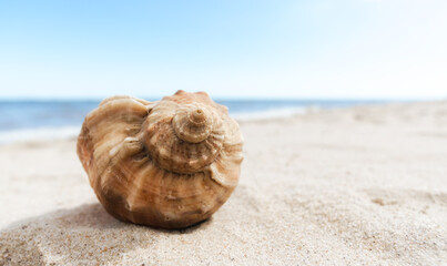 seashell on the sand of a resort beach without people in Egypt