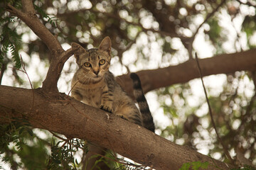 scared and interested street cat on a tree, bottom-up view, close-up