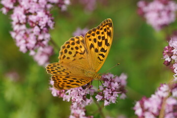 Obraz premium Kaisermantel Argynnis paphia auf Origanum Dost
