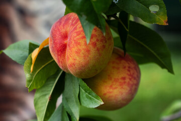 Fresh harvest of peaches. Green organic background