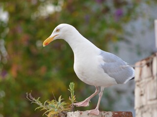 Seagull perched on a wall in Portsmouth City UK