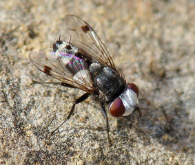 Flesh Fly (Sphenometopa fastuosa)	