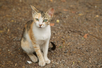 Obraz premium street cat with green eyes sitting on the ground, close-up