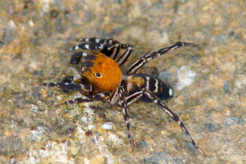 Jumping Spider (Cyrba algerina)