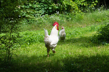 White rooster.  A free range chicken  in the backyardg on the grass in blurred nature green background. 