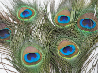 unique, fancy, celebrate, macro nature, card, studio shot, bird, feathers, eyes close up, eye, vivid, ornamented, majestic, light, plume, isolated, concept, turquoise, exotic, macro, pretty, wallpaper